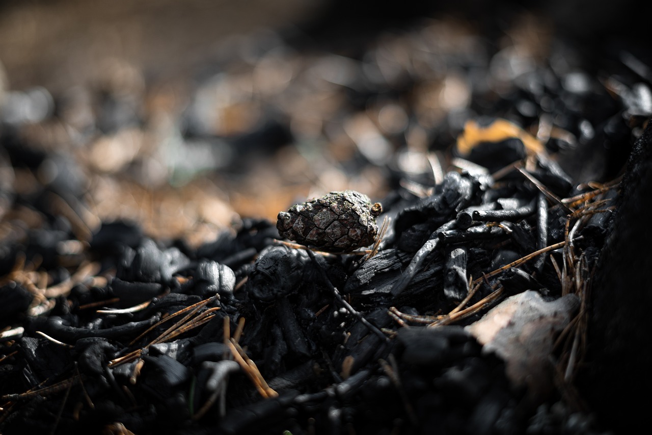 Půda jako spojenec v boji proti klimatické změně